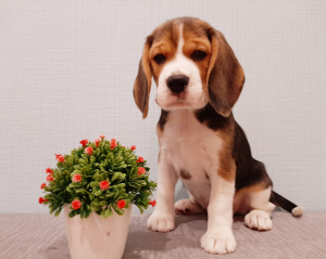 Zdjęcie №2 do zapowiedźy № 4142 na sprzedaż  beagle (rasa psa) - wkupić się Federacja Rosyjska hodowca