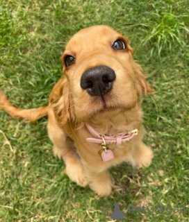 Zdjęcie №3. Poznaj Jaspera, ciekawskie serce z ogonem, który nigdy nie przestaje machać.. Holandia