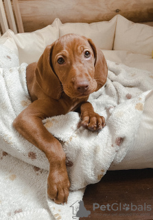 Zdjęcie №4. Sprzedam wyżeł węgierski krótkowłosy w Mińsk. prywatne ogłoszenie - cena - 4634zł