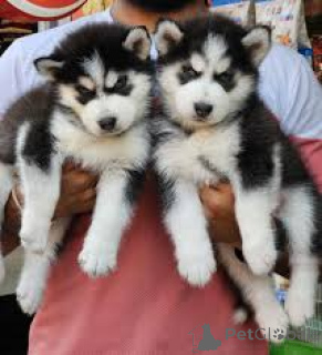 Zdjęcie №1. husky syberyjski - na sprzedaż w London Borough of Camden | negocjowane | Zapowiedź №136209