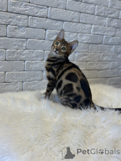 Zdjęcie №2 do zapowiedźy № 78049 na sprzedaż  kot bengalski - wkupić się Finlandia prywatne ogłoszenie, od żłobka, hodowca