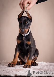 Zdjęcie №3. Doberman szczenięta. Serbia