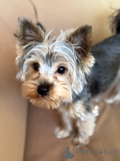 Zdjęcie №2. Usługi krycia yorkshire terrier. Cena - negocjowane