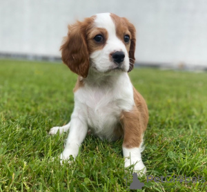 Zdjęcie №2 do zapowiedźy № 32223 na sprzedaż  cavalier king charles spaniel - wkupić się Niemcy prywatne ogłoszenie