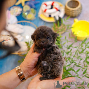 Zdjęcie №1. maltipu - na sprzedaż w Luizjana | 2287zł | Zapowiedź №151986