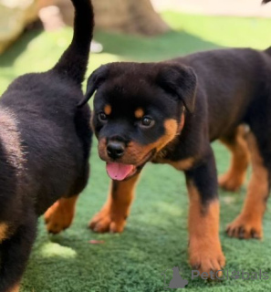 Zdjęcie №2 do zapowiedźy № 175000 na sprzedaż  rottweiler - wkupić się Niemcy prywatne ogłoszenie