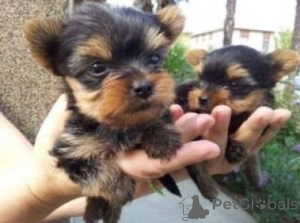 Zdjęcie №1. yorkshire terrier - na sprzedaż w AchenkiRCch | 1525zł | Zapowiedź №144935