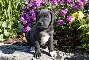 Zdjęcie №1. dog niemiecki - na sprzedaż w Barsel | negocjowane | Zapowiedź №162205