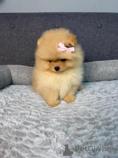 Zdjęcie №3. Schattige Pomeriaan-puppy's zoeken een Liefdevol thuis voor altijd!. Belgia