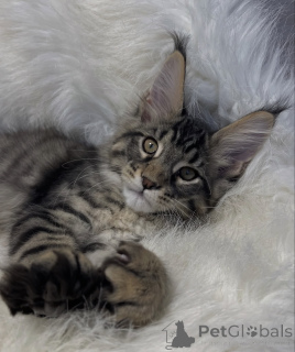 Zdjęcie №1. maine coon - na sprzedaż w Baden-Baden | 4736zł | Zapowiedź № 163669