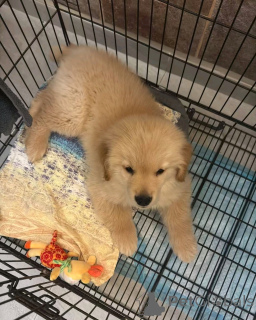 Zdjęcie №3. Szczenięta Golden Retriever dostępne do adopcji. USA