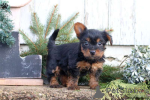 Zdjęcie №4. Sprzedam yorkshire terrier w Oberhausen.  - cena - 2553zł