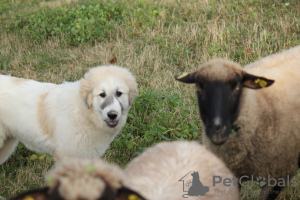 Dodatkowe zdjęcia: Szczeniaki pirenejskich psów pasterskich