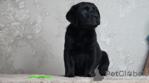 Zdjęcie №1. labrador retriever - na sprzedaż w Wołgograd | 2578zł | Zapowiedź №106970