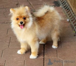 Zdjęcie №3. Svetlana Nikolaevna Kuznetsova. Federacja Rosyjska