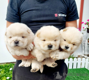 Zdjęcie №4. Sprzedam chow-chow w Somb.  - cena - negocjowane