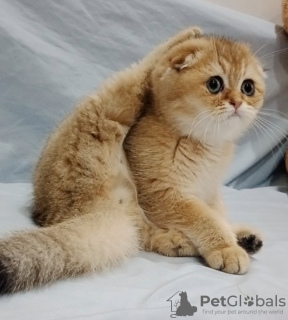 Zdjęcie №1. scottish fold - na sprzedaż w Kiszyniów | negocjowane | Zapowiedź № 127496