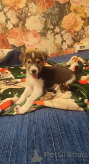 Zdjęcie №2 do zapowiedźy № 153727 na sprzedaż  pies nierasowy - wkupić się Federacja Rosyjska prywatne ogłoszenie