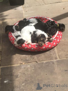 Zdjęcie №1. yorkshire terrier biewer - na sprzedaż w Ežerėlis | negocjowane | Zapowiedź №159987