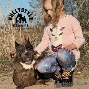 Zdjęcie №2 do zapowiedźy № 138737 na sprzedaż  american bully - wkupić się Łotwa od żłobka