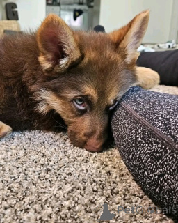 Zdjęcie №2 do zapowiedźy № 136349 na sprzedaż  owczarek niemiecki - wkupić się Niemcy hodowca