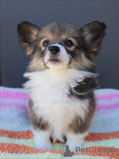 Zdjęcie №4. Sprzedam welsh corgi w Karlsruhe. hodowca - cena - negocjowane