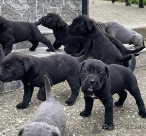 Zdjęcie №2 do zapowiedźy № 137391 na sprzedaż  cane corso - wkupić się Serbia prywatne ogłoszenie