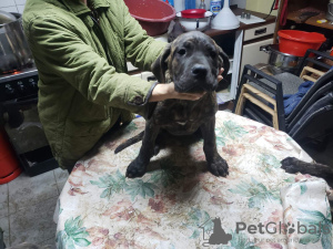 Dodatkowe zdjęcia: Cane Corso szczenięta