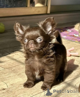 Zdjęcie №1. chihuahua (rasa psów) - na sprzedaż w Monachium | negocjowane | Zapowiedź №159375