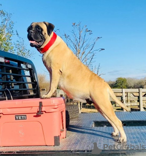 Dodatkowe zdjęcia: Wspaniałe szczenięta rasy Bullmastiff już gotowe do odbioru