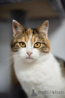 Zdjęcie №1.  - na sprzedaż w Chimki | Bezpłatny | Zapowiedź № 159490