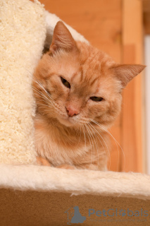 Dodatkowe zdjęcia: Wspaniały kot Orange jest gotowy, aby stać się Twoim osobistym słońcem.