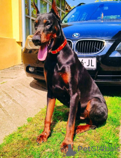 Dodatkowe zdjęcia: Doberman PIĘKNE szczenięta