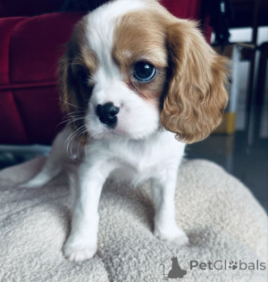 Zdjęcie №1. cavalier king charles spaniel - na sprzedaż w Dusseldorf | Bezpłatny | Zapowiedź №160198