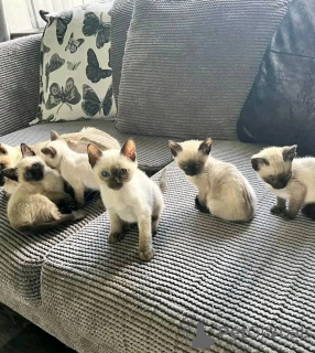 Zdjęcie №1. kot syjamski - na sprzedaż w Hannover | 1196zł | Zapowiedź № 156678