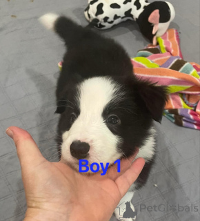 Zdjęcie №2 do zapowiedźy № 175180 na sprzedaż  border collie - wkupić się Niemcy 