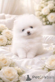 Zdjęcie №1. pies nierasowy - na sprzedaż w Dnipro | 4784zł | Zapowiedź №166527