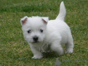 Zdjęcie №2 do zapowiedźy № 133197 na sprzedaż  west highland white terrier - wkupić się Szwajcaria prywatne ogłoszenie