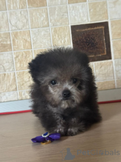 Zdjęcie №1. pudel (krasnolud) - na sprzedaż w Krasnodar | 11860zł | Zapowiedź №155084