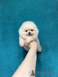 Zdjęcie №4. Sprzedam szpic miniaturowy w Москва. hodowca - cena - 1289zł