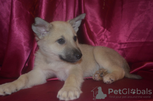 Zdjęcie №1. pies nierasowy - na sprzedaż w Краснокамск | Bezpłatny | Zapowiedź №9264