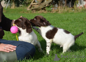 Zdjęcie №1. springer spaniel angielski - na sprzedaż w Hasselt | negocjowane | Zapowiedź №129506