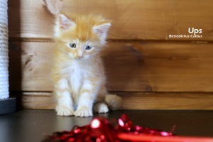 Dodatkowe zdjęcia: Kociak Maine Coon z czerwonego marmuru