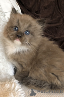 Zdjęcie №4. Sprzedam kot bengalski w Гамбург.  - cena - negocjowane