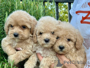 Zdjęcie №1. maltipu - na sprzedaż w Monachium | negocjowane | Zapowiedź №155638