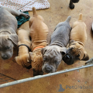 Zdjęcie №2 do zapowiedźy № 175423 na sprzedaż  cane corso - wkupić się Litwa prywatne ogłoszenie, hodowca