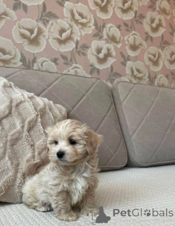 Zdjęcie №4. Sprzedam maltipu w Stralsund. prywatne ogłoszenie - cena - Bezpłatny