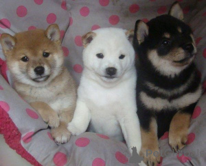 Zdjęcie №1. shiba - na sprzedaż w Gelsenkirchen | 2153zł | Zapowiedź №169473