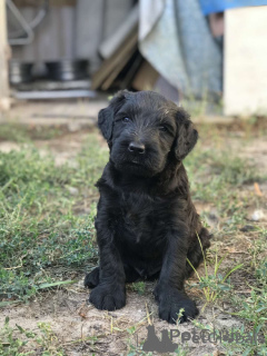 Zdjęcie №4. Sprzedam sznaucer olbrzym w Charków. od żłobka - cena - 2801zł