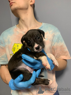 Zdjęcie №2 do zapowiedźy № 132194 na sprzedaż  american bully - wkupić się Serbia prywatne ogłoszenie, od żłobka, hodowca